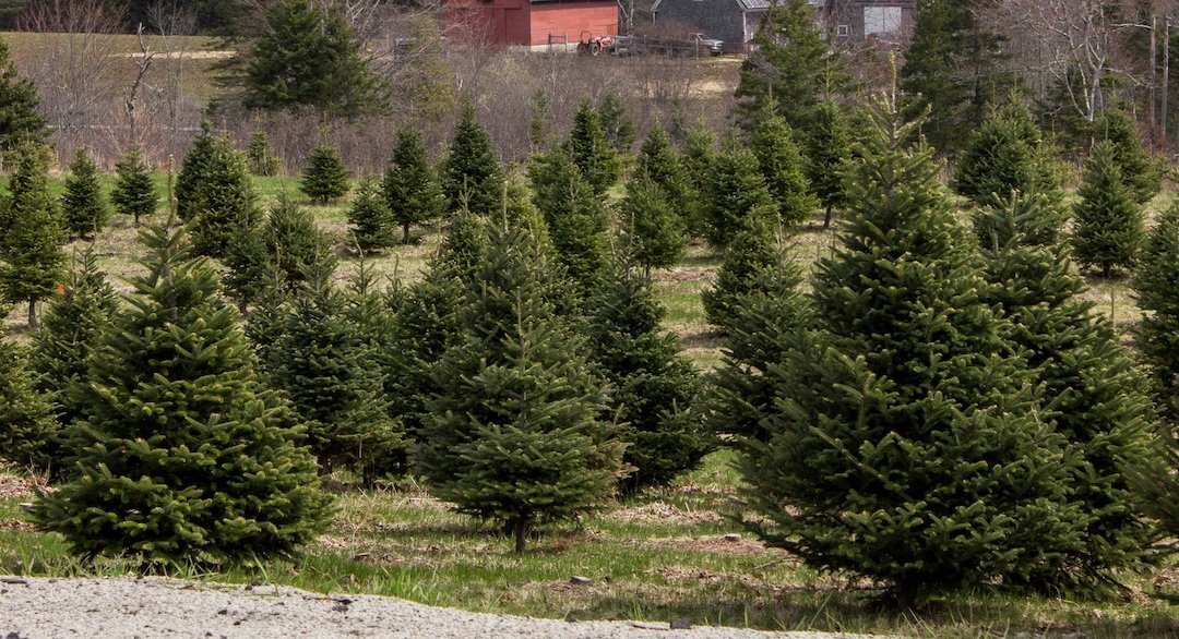 White House adopts 2024 Christmas tree from resilient farm struck by Hurricane Helene – Current Affairs