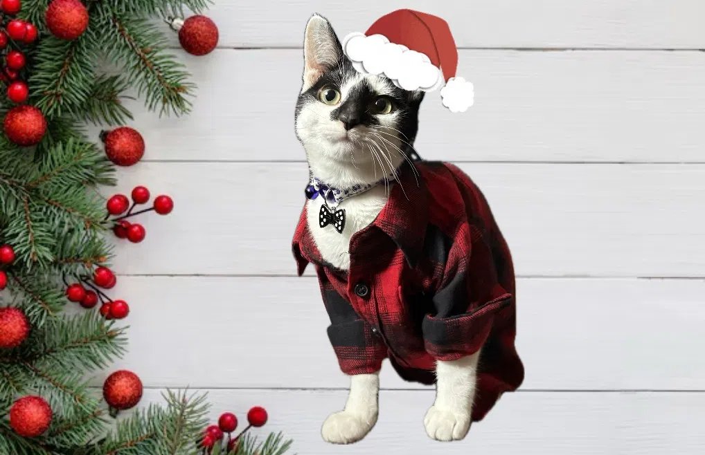 Community Spotlight: Make the holidays merry for animals in need during iAdopt for the Holidays